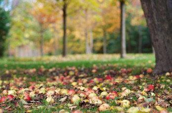 Картинка природа плоды дерево осень урожай яблоки