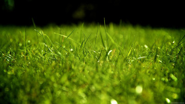 Картинка природа макро блики зеленая трава
