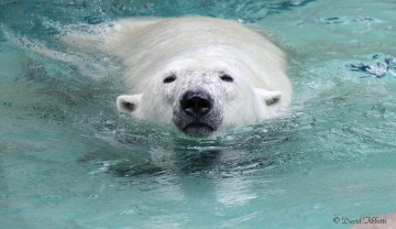 Картинка животные медведи заплыв вода морда полярный купание белый медведь