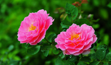 Картинка цветы розы кусст