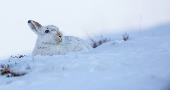 Обои картинки фото животные, кролики,  зайцы, заяц, снег