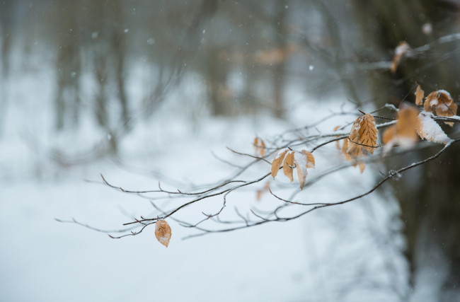 Обои картинки фото природа, листья, ветка, снег, зима, макро