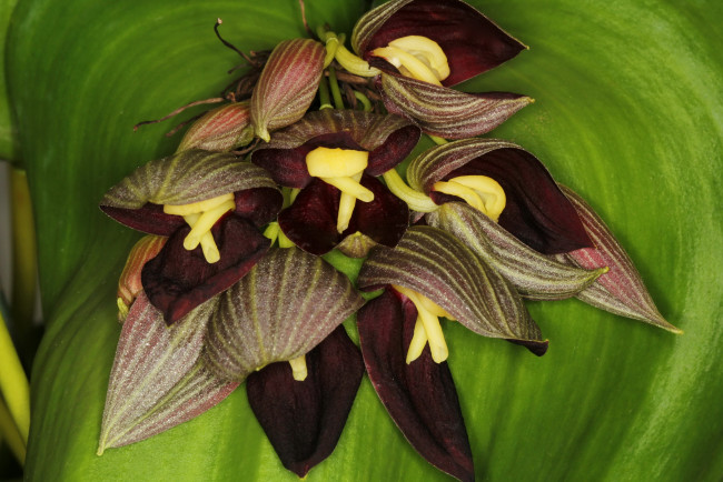 Обои картинки фото орхидеи pleurothallis teaguei, цветы, орхидеи, pleurothallis, teaguei