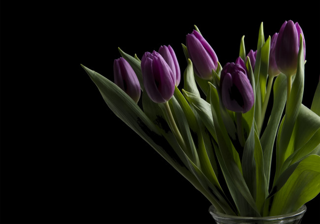 Обои картинки фото цветы, тюльпаны, букет