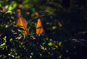 Картинка природа листья блики макро свет тень