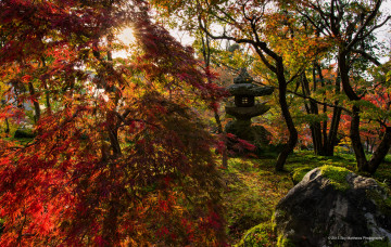 Картинка природа парк солнце деревья осень