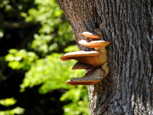Картинка природа грибы семейка ствол