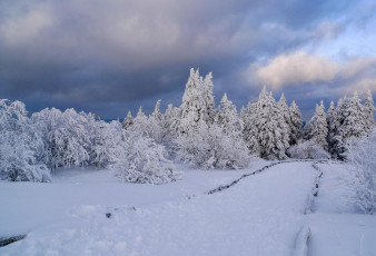 Картинка природа зима деревья снег пейзаж дорога