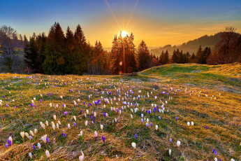 Картинка природа луга крокусы весна