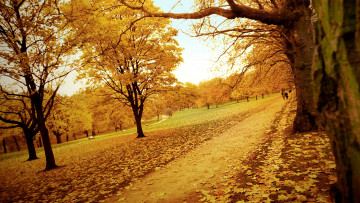 Картинка природа парк осень листья деревья дорожки
