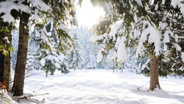 Картинка природа зима снег лес деревья