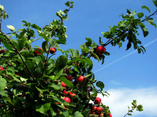 Картинка природа плоды яблоня яблоки