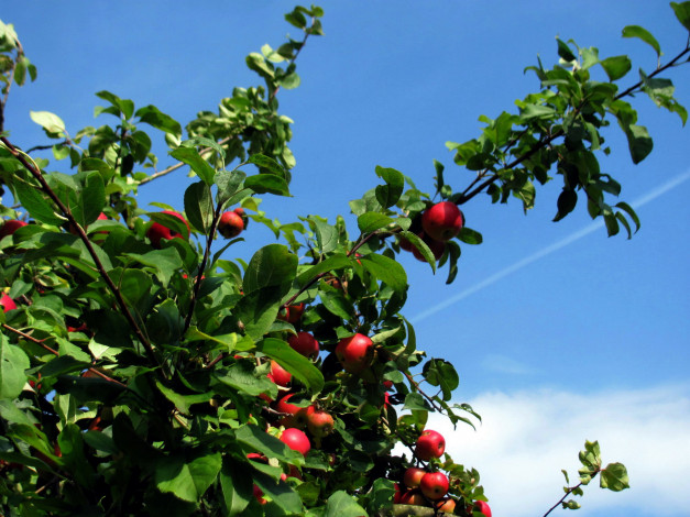 Обои картинки фото природа, плоды, яблоня, яблоки