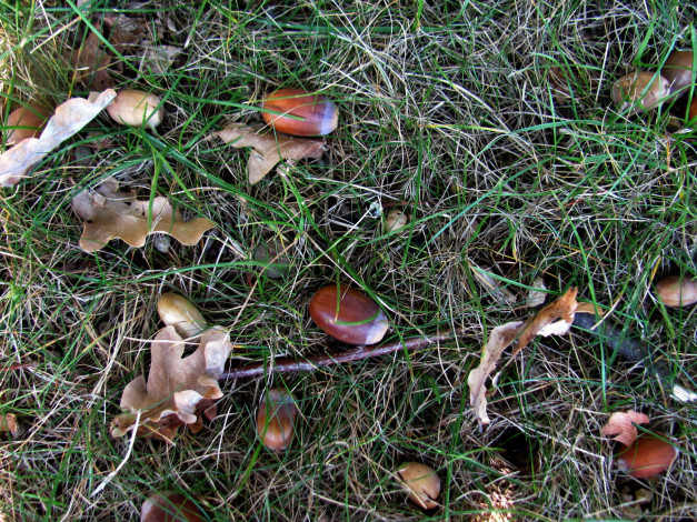 Обои картинки фото природа, шишки,  жёлуди,  каштаны, трава, желуди, осень