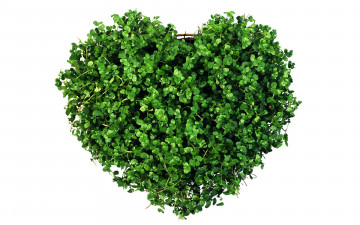 Картинка праздничные день+святого+валентина +сердечки +любовь сердечко трава