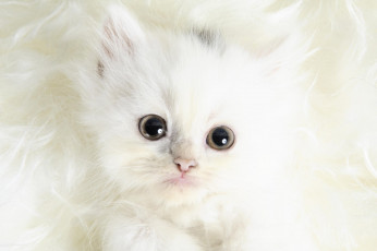 Картинка животные коты котенок белый