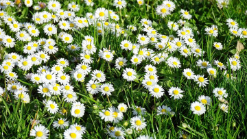 Картинка цветы маргаритки трава белые много