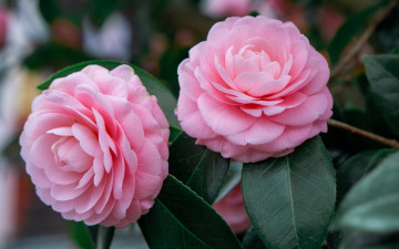 Картинка цветы камелии розовые дуэт макро