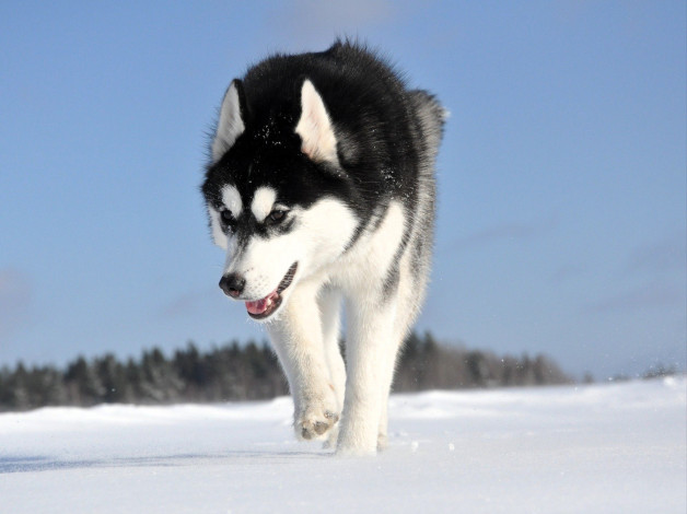 Обои картинки фото животные, собаки, собака, лайка, снег