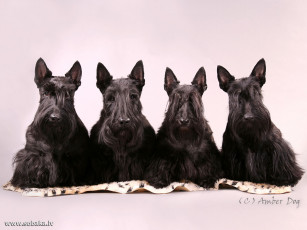 Картинка животные собаки