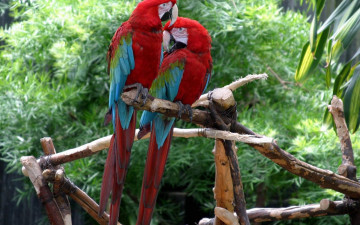 Картинка животные попугаи