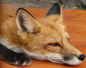 Картинка автор игорь андронов животные лисы