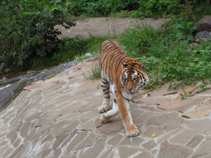 Картинка автор игорь андронов животные тигры