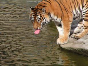 Картинка автор игорь андронов животные тигры