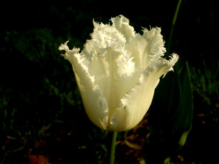 Картинка цветы тюльпаны капли махровый белый
