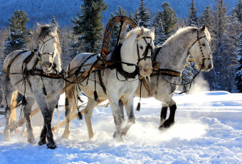 Картинка животные лошади зима снег тройка хомут