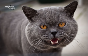 Картинка животные коты морда зубы глаза