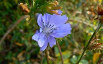 Картинка цикорий цветы луговые полевые голубой