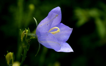 Картинка цветы колокольчики фиолетовый