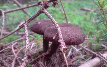 Картинка природа грибы сухие ветки