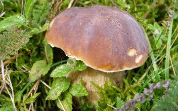 Картинка природа грибы трава коричневая шляпка