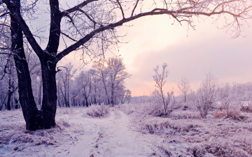 обоя природа, зима, дерево, снег