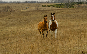 Картинка животные лошади поле