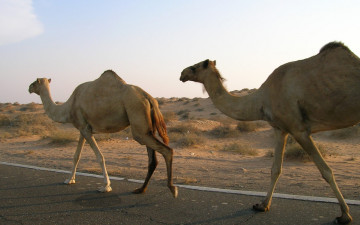 Картинка животные верблюды дорога