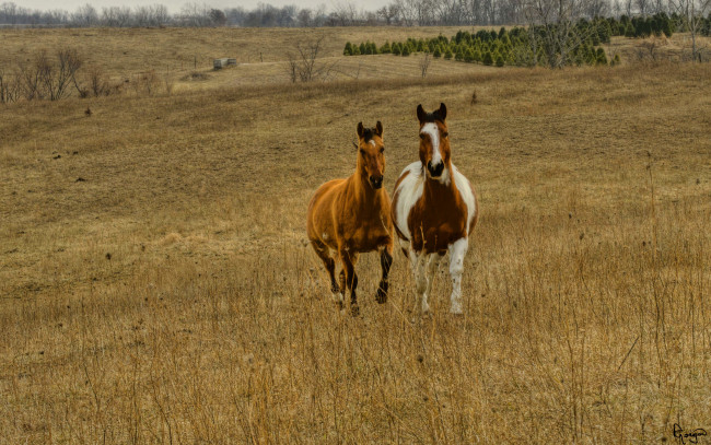 Обои картинки фото животные, лошади, поле