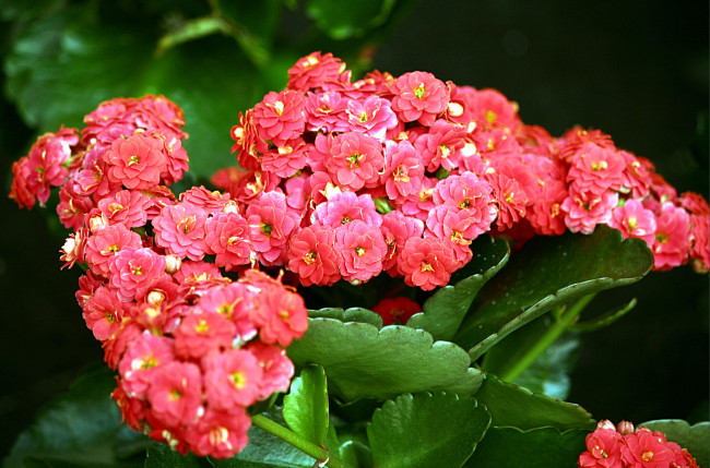 Обои картинки фото цветы, каланхоэ, вазон, красный