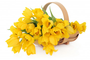 Картинка цветы тюльпаны желтый корзинка