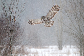 Картинка животные совы полет снег крылья