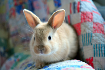 Картинка животные кролики зайцы ушастик