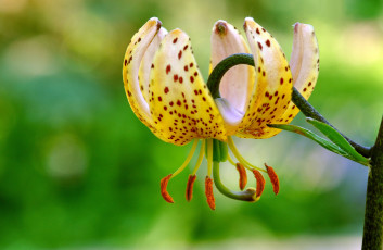 Картинка цветы лилии лилейники макро тигровая