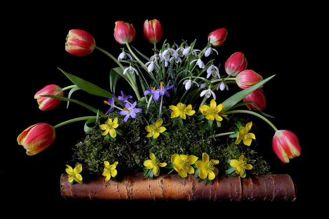 Обои картинки фото цветы, разные, вместе, подснежники, лютики, крокусы, тюльпаны, мох, береста, композиция
