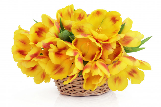 Обои картинки фото цветы, тюльпаны, корзинка