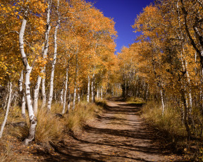 обоя природа, дороги, листва, дорога, лес, осень
