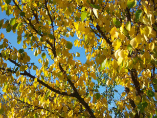 Картинка природа листья ярко ветви солнечно осень листва жёлтые