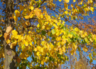 Картинка природа листья жёлтые листва осень солнечно ярко ветви