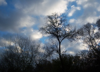 Картинка природа облака восход ветви деревья небо